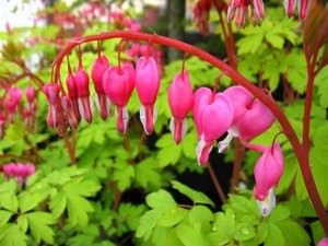Gold Heart Bleeding Heart