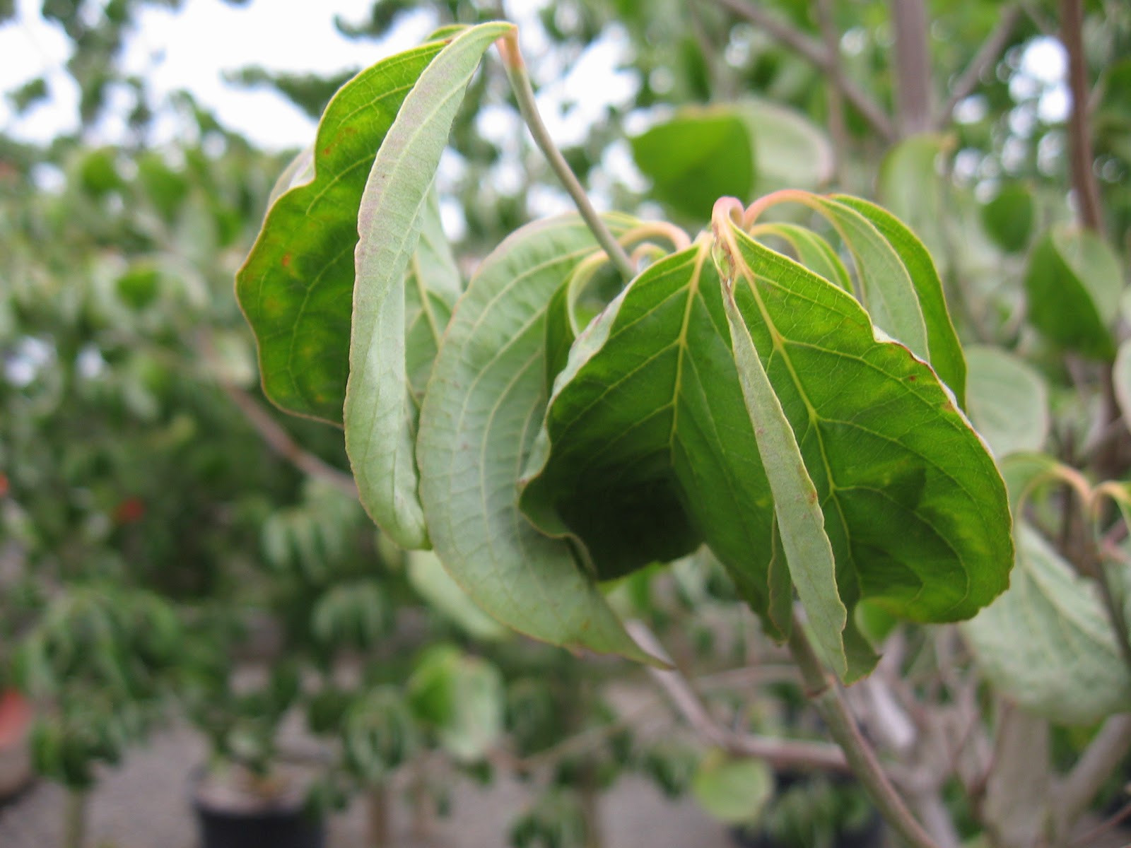 Dogwood Curled Leaves