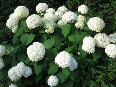 Annabelle Hydrangea Annabelle Hydrangea