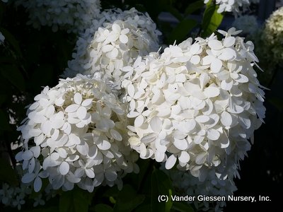 Paniculata hydrangea