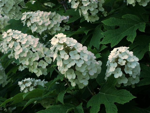 Oakleaf Hydrangea Oakleaf Hydrangea