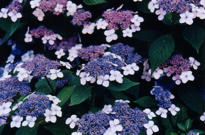hydrangea blue wave Macrophylla hydrangea