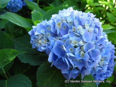 Macrophylla hydrangea