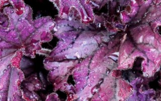 Heuchera Forever Purple