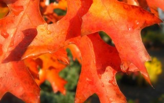 Oak Leaves