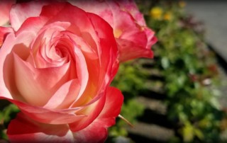 Rose Sale 2017