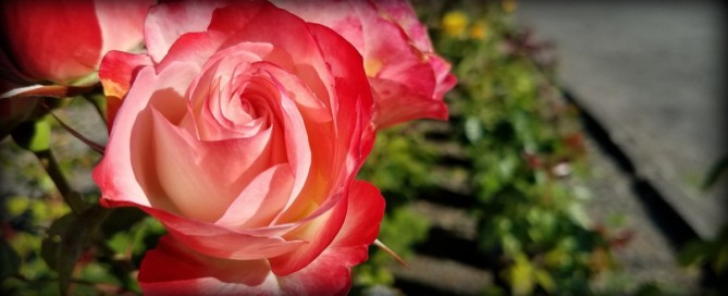 Rose Sale 2017