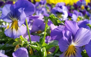 Pansies