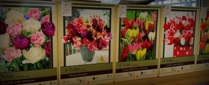 Tulips