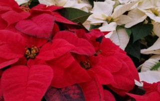 Poinsettia