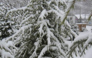 Snow on Trees