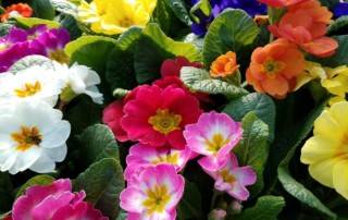 Primroses