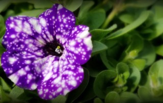 Night Sky Petunia