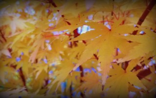 Coral Bark Maple