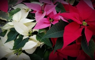 Poinsettias