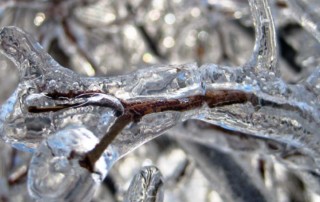 Ice on Trees