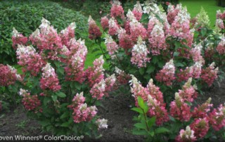 Pinky Winky hydrangea