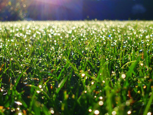 Lawn Grass 4×3