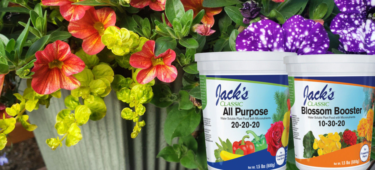 Jacks Dynamic Duo Jack's Classic