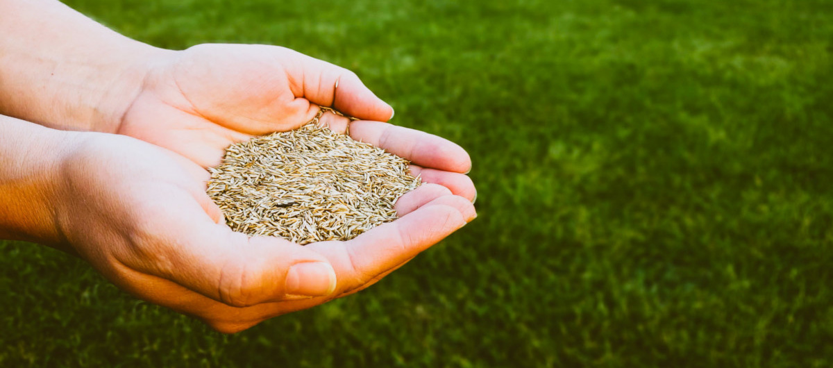Grass Seed Vander Giessen Nursery Inc 