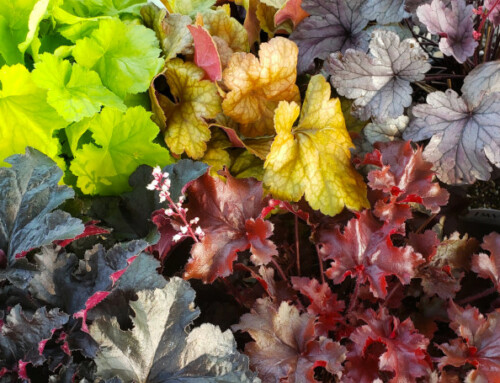 A Garden Refresh for a New Season