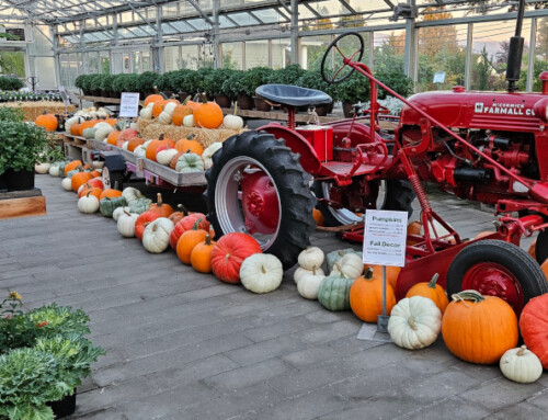 Fall Has Arrived at the Nursery