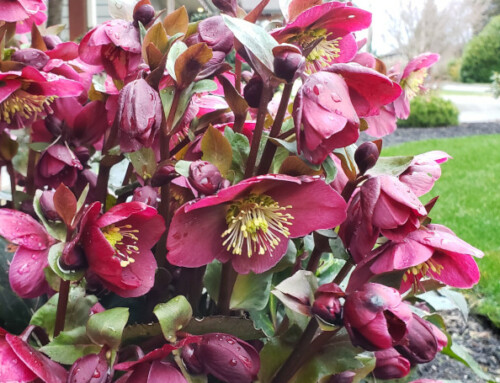 Garden Treasures To Share with a Friend