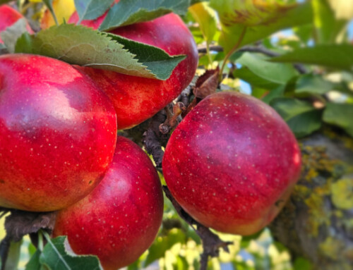 Fruit Tree Season is Here!