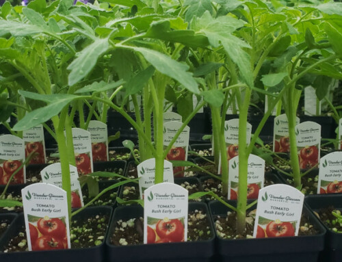 Tomato Days 2025!