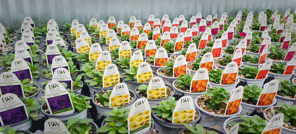 Proven discount winners plants