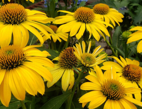 Making the Most of Summer in the Garden