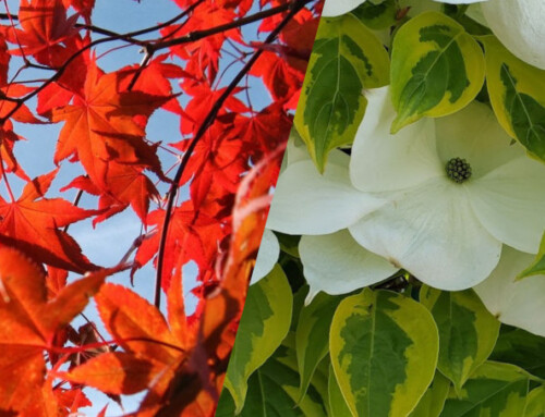 Midsummer Sale: 25% off Shrubs, Trees & Perennials!