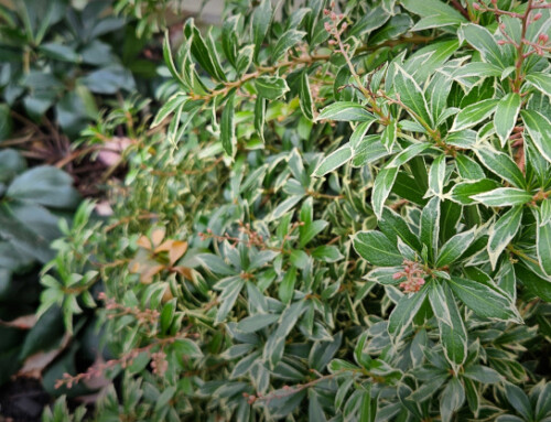 Preparing the Garden for a Winter’s Rest