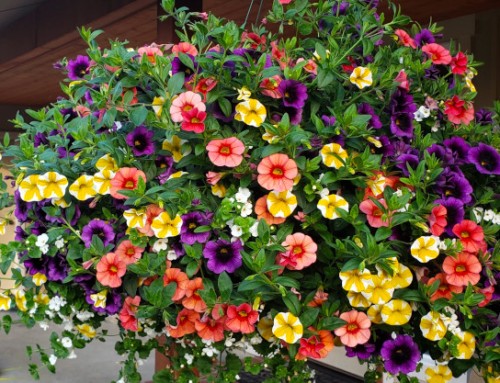 Lynden Basket Care Tips