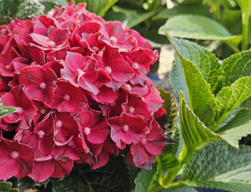 2026 Hydrangea Selection Now Available