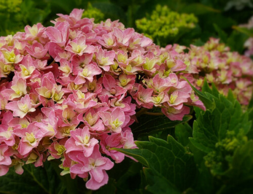 2024 Hydrangea Selection Now Available!