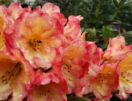 2025 Rhododendron Collection