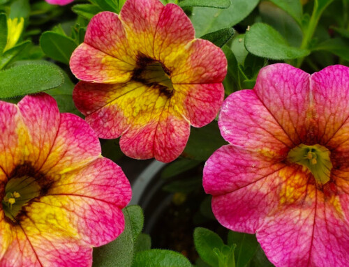 Greenhouse Clearance: Buy 1, Get 2 FREE