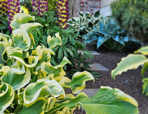 Shifting Focus for a New Season in the Garden