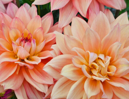 Keep the Beauty Going in the Garden