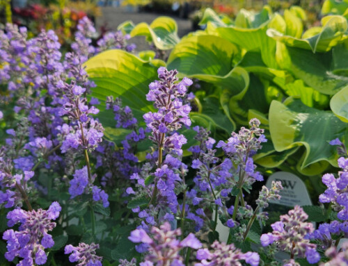 2025 Proven Winners Perennials