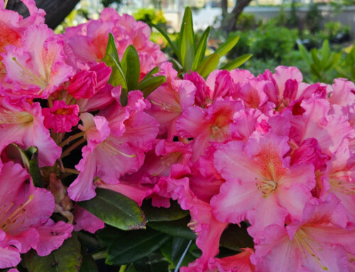 Four Must-Haves for a Complete Landscape