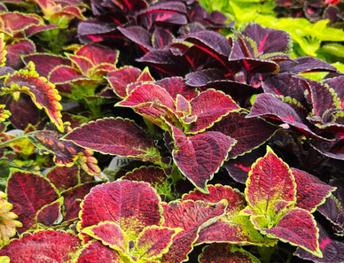 In the Garden, God’s Colors Don’t Clash