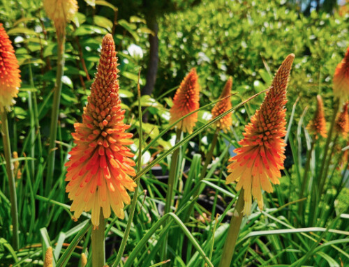 Make Your Backyard a Tropical Oasis