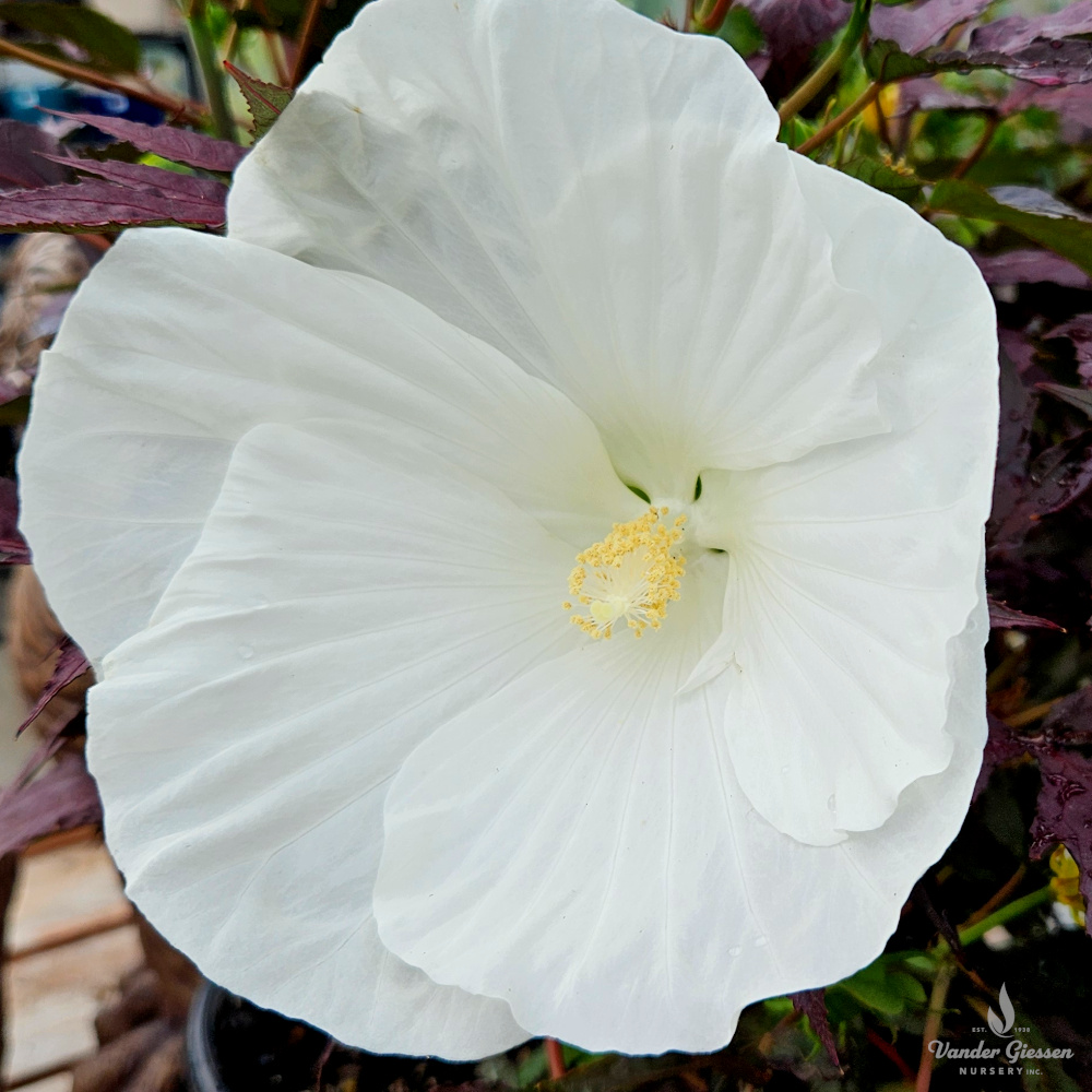 Hibiscus Cookies and Cream 1×1 1000 72 Watermark