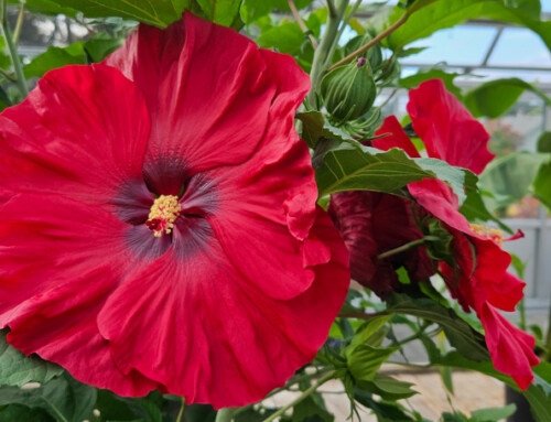 Perennial Hibiscus to Steal the Show