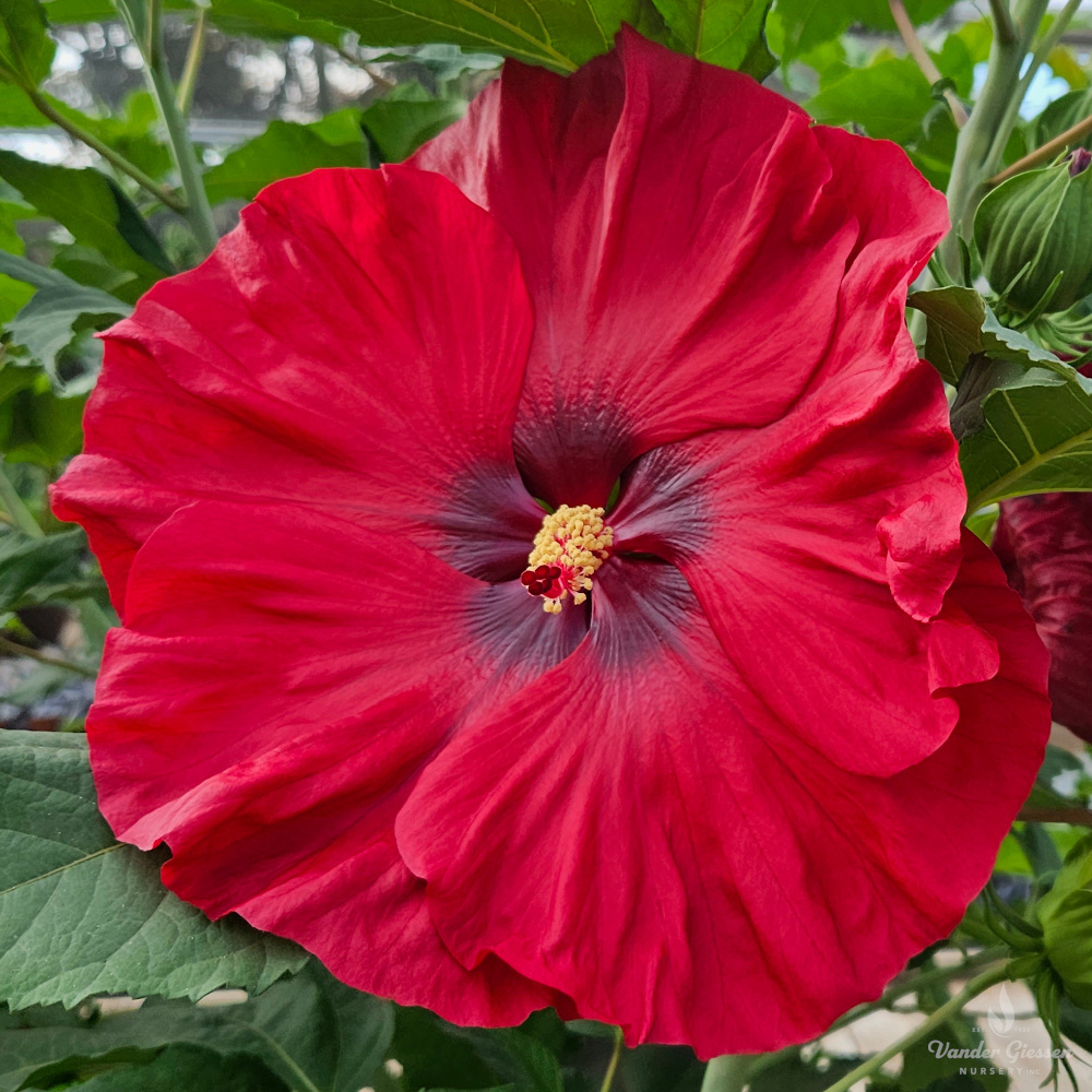 Hibiscus Valentines Crush 1×1 1000 72 Watermark