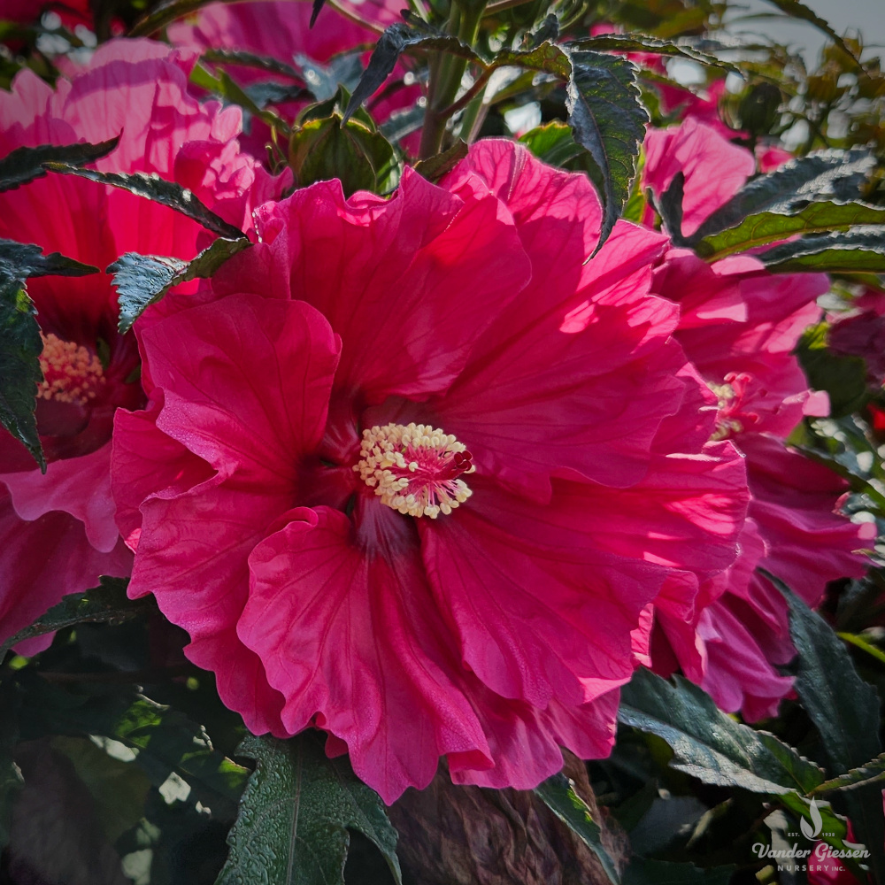 Hibiscus Watermelon Ruffles 1×1 1000 72 Watermark