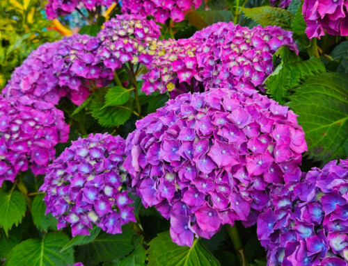 Five Garden Tips for Summer Success