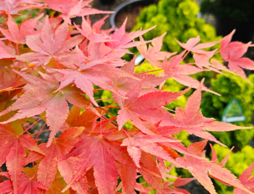 Fall Plant Sale: 30% off Shrubs, Trees & Perennials!